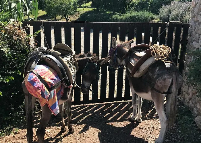 Olive Garden Ferienhaus Kyparissia